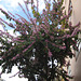 Teneriffa - Blütenzauber in La Orotava
