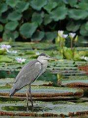 Er flattert von Blat zu Blatt... III (Wilhelma)