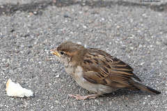 Junger Spatz (Wilhelma)