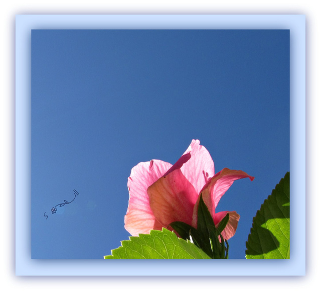- link from 'pink lemonade' flower to Seminole pink Hibiscus