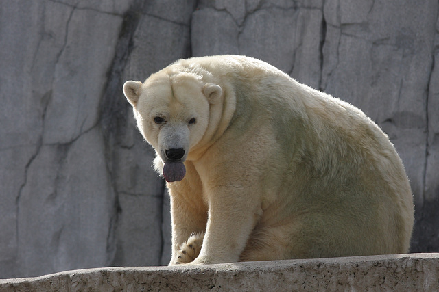 Eisbär (Zoo Karlsruhe)