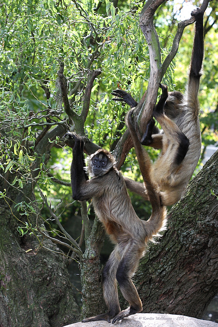 Geoffroy-Klammeraffen (Zoo Karlsuhe)