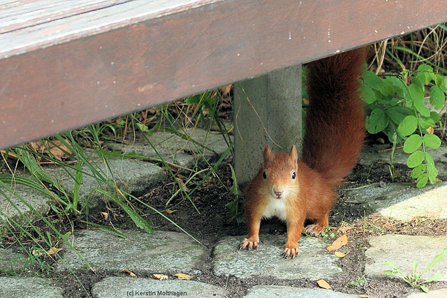 Eichhörnchen (Wilhelma)