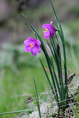 Grass Widows