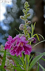 Pink Desert Willow In Watercolour