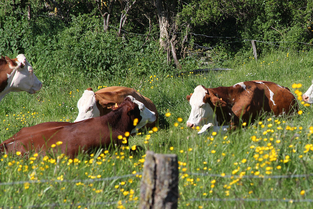 Le bonheur est dans le pré (2)