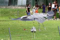 Festschmaus auf der Flamingowiese (Wilhelma)