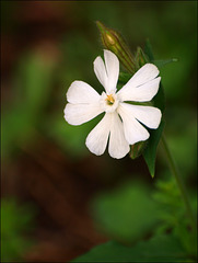 pretty white weed