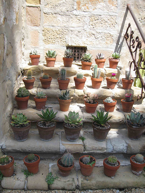 Mission Santa Barbara, cacti