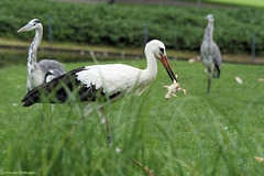 Festschmaus auf der Flamingowiese (Wilhelma)