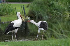 Festschmaus auf der Flamingowiese (Wilhelma)