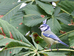 Blaumeise (Wilhelma)