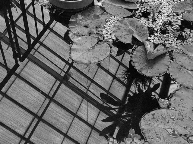 Reflected Roof (B&W)