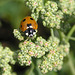 Ladybug on Goosefoot