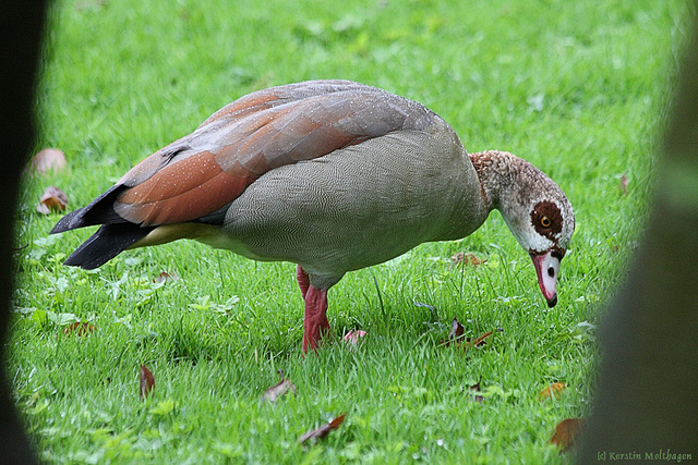 Nilgans (Wilhelma)