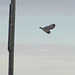 Swoop of a Short-eared Owl