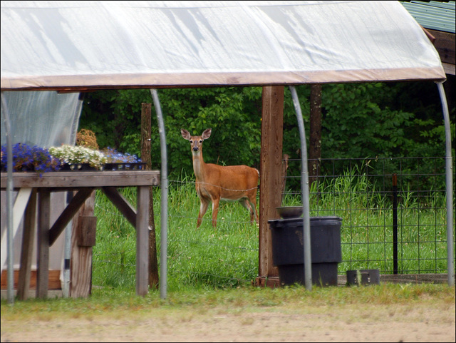 behind the barn