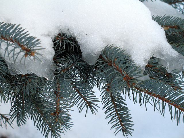 Blue Spruce