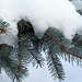 Blue Spruce