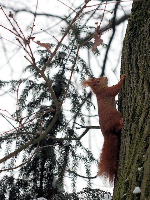 Eichhörnchen I (Wilhelma)