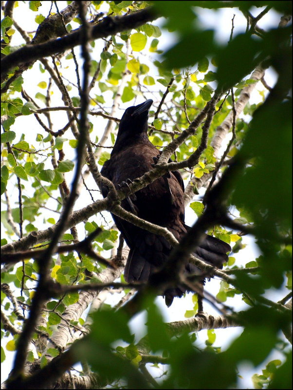 Crow sees all