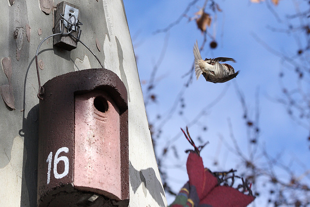 Spatz auf der Flucht (Wilhelma)