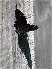 shadow on a wall