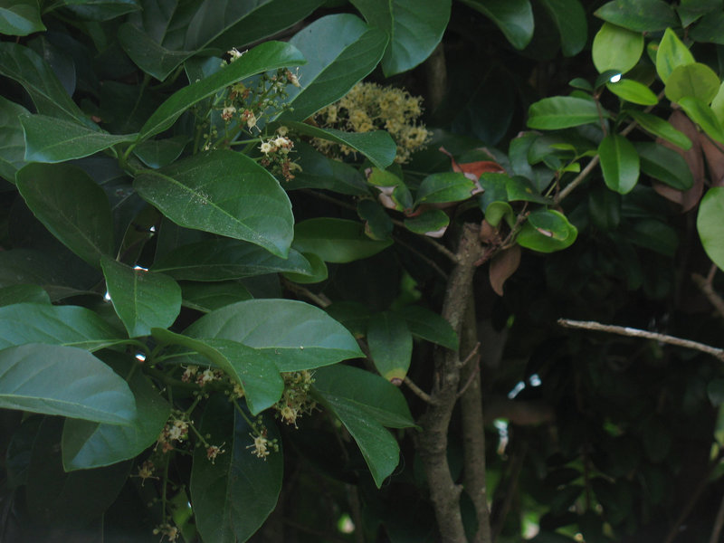 The Den of Viburnum ...