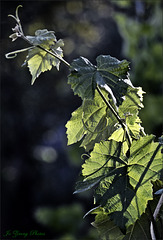 Grape Leaves And Tendrils