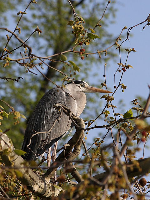 Reiher (Wilhelma)