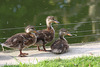 Junge Enten (Wilhelma)