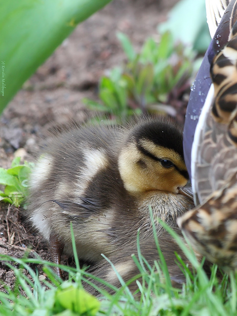 Will auch unter Mamas Bauch! (Wilhelma)