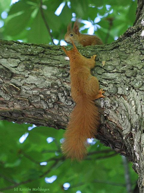 Eichhörnchen (Wilhelma)