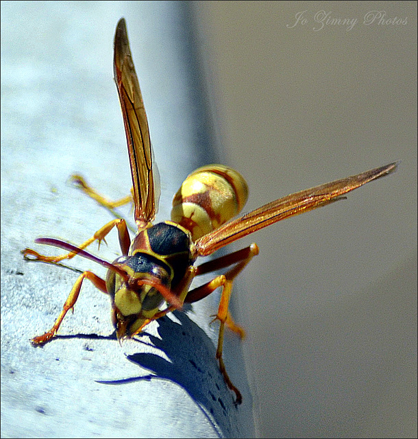 Paper Wasp On The Birdbath