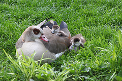 Nilgänse (Wilhelma)