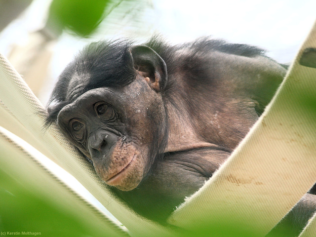 Bonobofrau Khaya (Wilhelma)