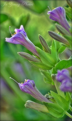 Colorado Four O'Clocks