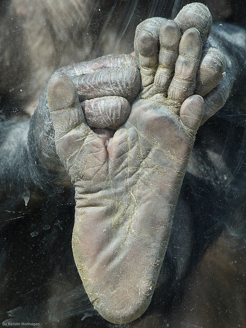 Hand und Fuß (Wilhelma)