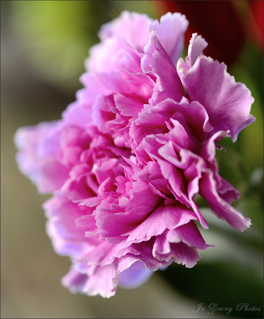 Pink Carnation