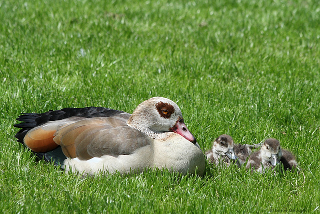 Nilgans mit Küken (Wilhelma)