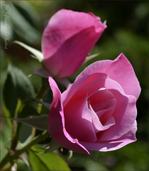 Pink Rose