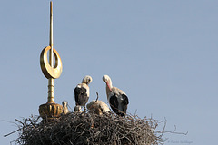 Familie Storch (Wilhelma)