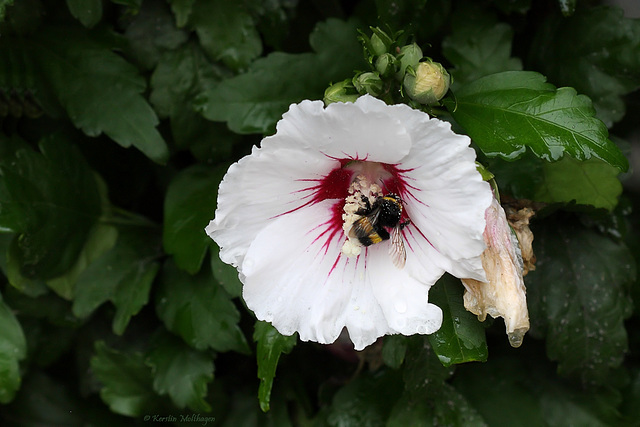 Hibiskus (Wilhelma)