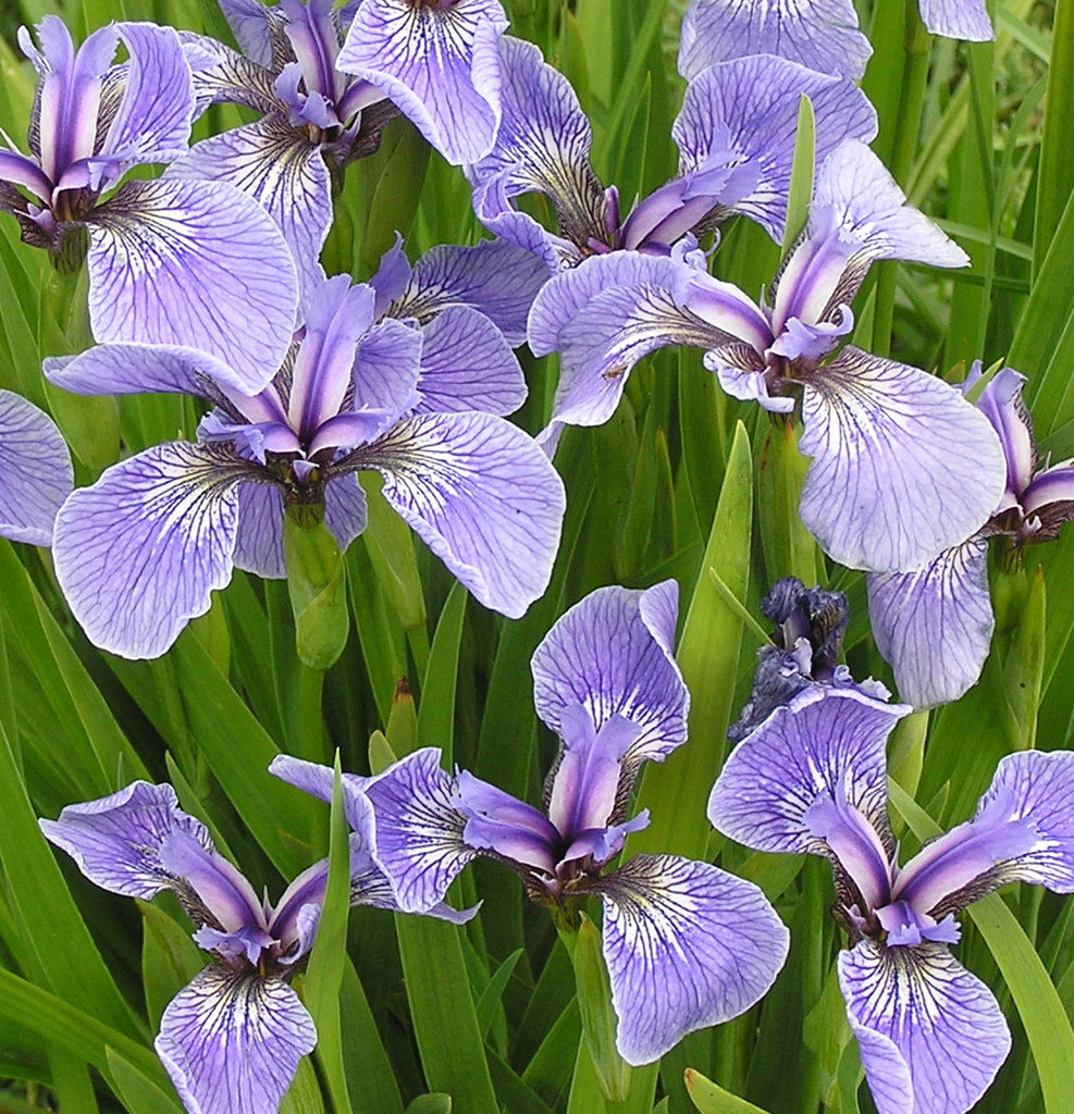 Iris