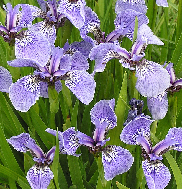 Iris