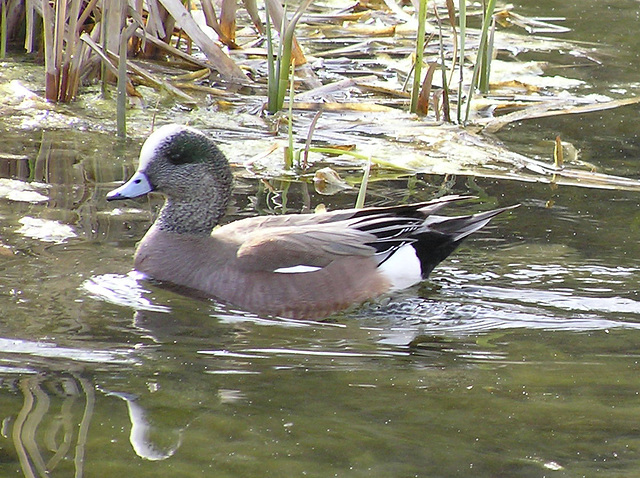 American Wigeon