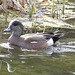 American Wigeon