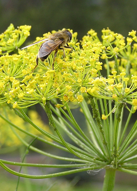 Insect on Dill