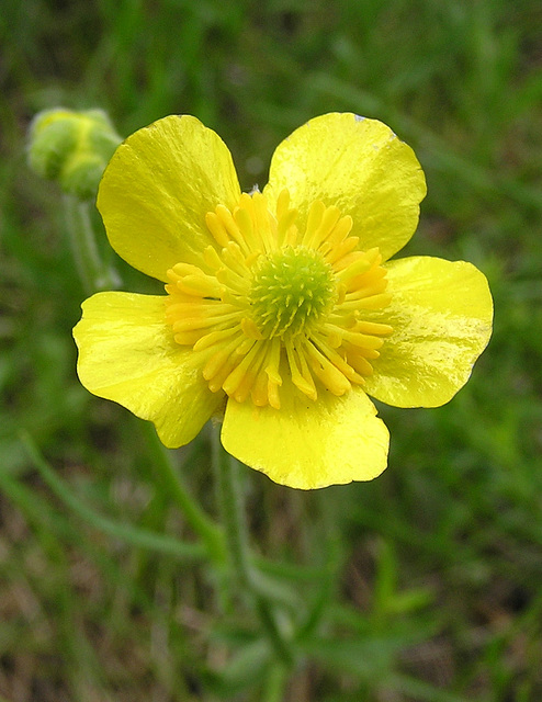 Heart-leaved Buttercup