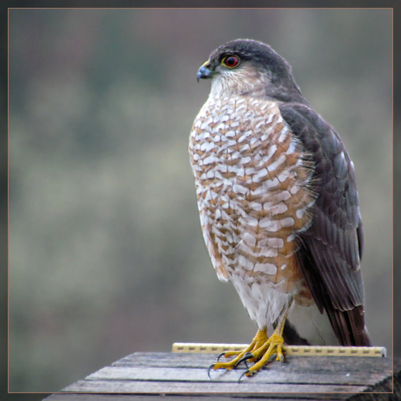 Sharp-Shinned Hawk